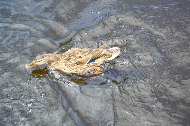 A beautiful aquatic wild bird duck with a beak and wings floats against the background of water