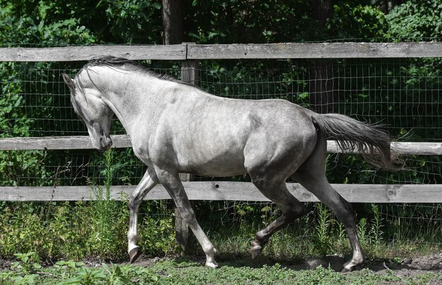 Beautiful arabian horse flaunts