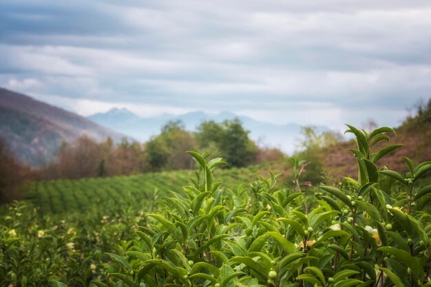 Красивый участок чайных плантаций на переднем плане - чайная плантация осенью в сочи