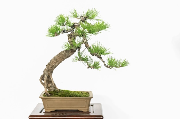 Bellissimo bonsai artistico su sfondo bianco