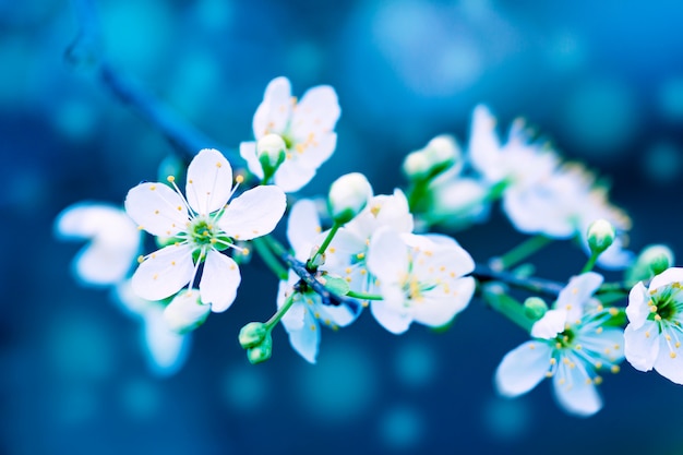 春の自然の美しい芸術的な幻想的なトーンの花のイメージ。