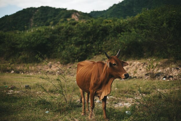 美しいアジアの茶色の牛の動物は、草を食べて牧草地で放牧されています