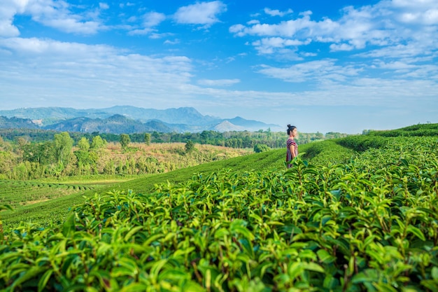 美しいアジアの女性朝の茶葉を収穫する茶畑の茶葉
