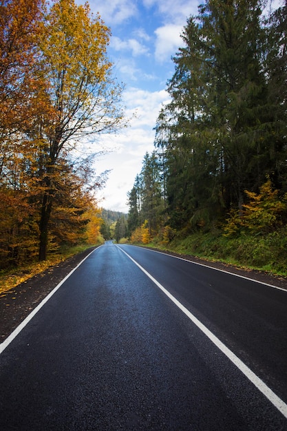 Beautiful asphalt road with yellow leaves on the trees and pines