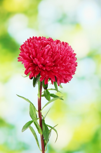 Beautiful aster flower on green background