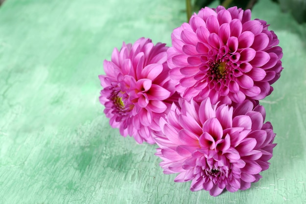 Beautiful asters on wooden background