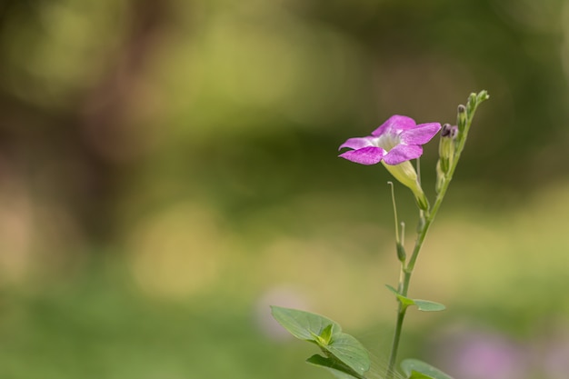 Bella asystasia gangetica fiore in un giardino. conosciuto anche come coromandel viola cinese o digitale strisciante