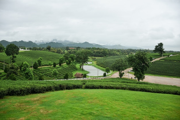 Beautiful atmosphere in the tea plantation.