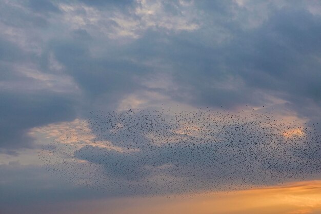 夕焼けの夕方の美しい大気の劇的な雲