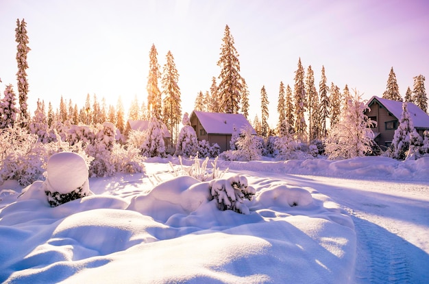 아름 다운 대기 겨울 풍경입니다. 눈이 햇빛에 숲에서 나무를 덮었습니다. 겨울 자연 배경입니다.