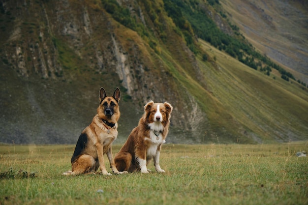 Beautiful Australian and German Shepherd explore the world Kazbegi Truso Valley