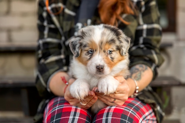 飼い主の手の中の美しいオーストラリアン シェパードの子犬