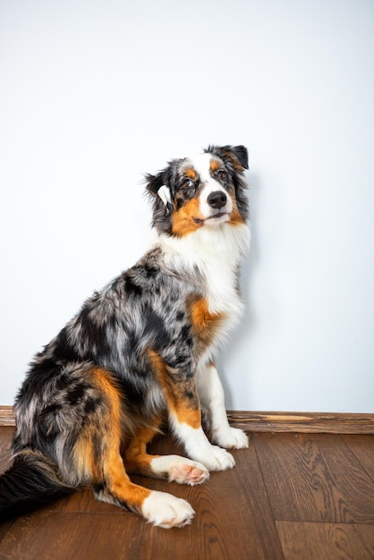 Beautiful Australian Shepherd in the room