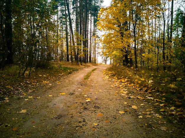 Beautiful autumn background beautiful landscape yellow forest in the sun fallen maple leaves lie