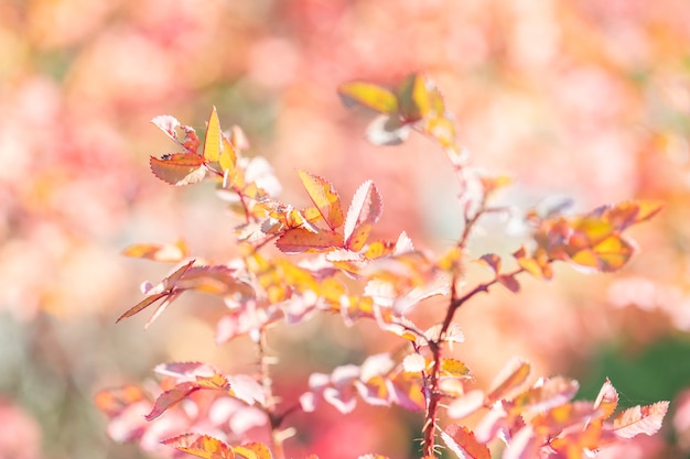 햇빛과 보케에 밝은 노란색 잎의 아름다운 가을 배경. 황금 단풍입니다.