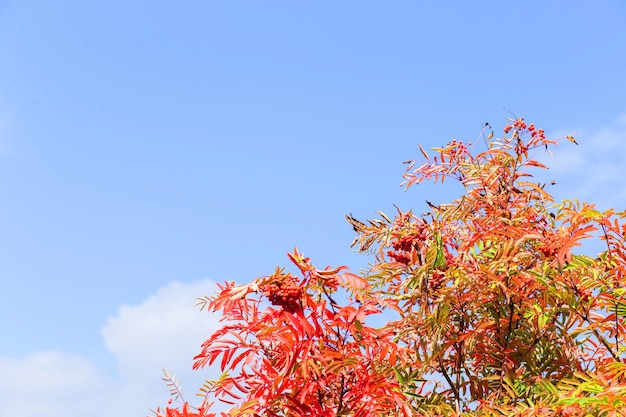 Beautiful autumn background for copy space. Red mountain ash on a background of blue sky