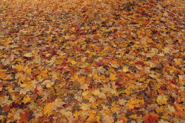 Bellissimo parco di sfondo autunnale