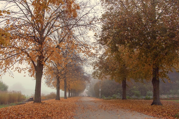 Beautiful autumn background park