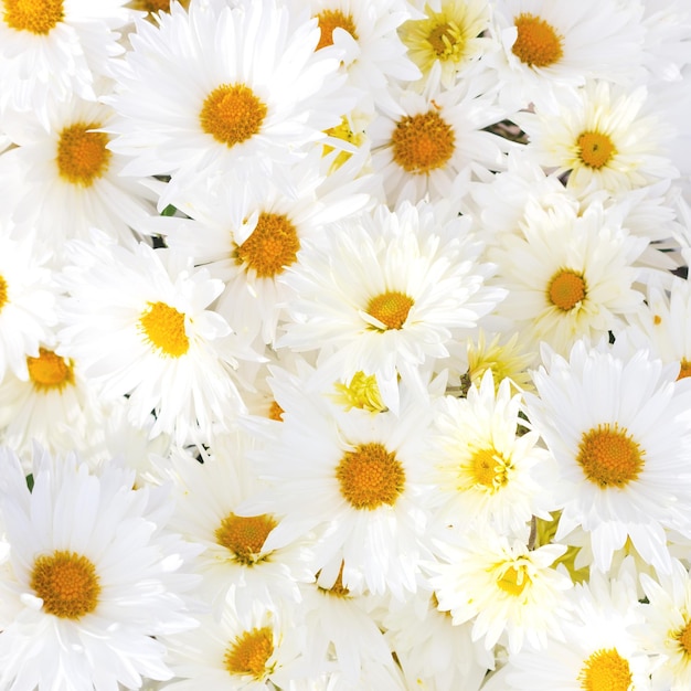 Beautiful autumn background with a bouquet of white chrysanthemums close up