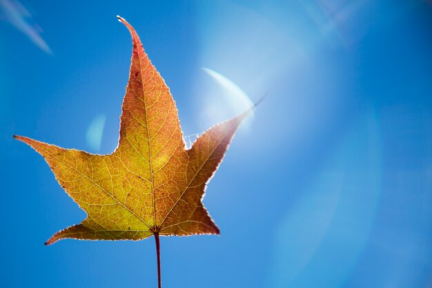 Un bellissimo sfondo autunnale con foglie che cadono.