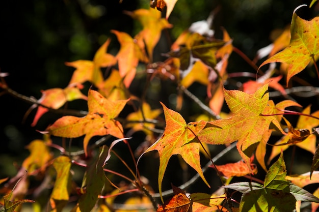 A beautiful autumn background with falling leaves.