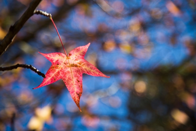 Красивый осенний фон с падающими листьями.