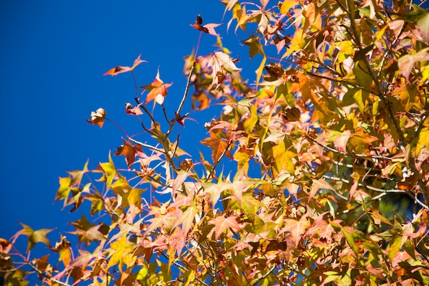 A beautiful autumn background with falling leaves.