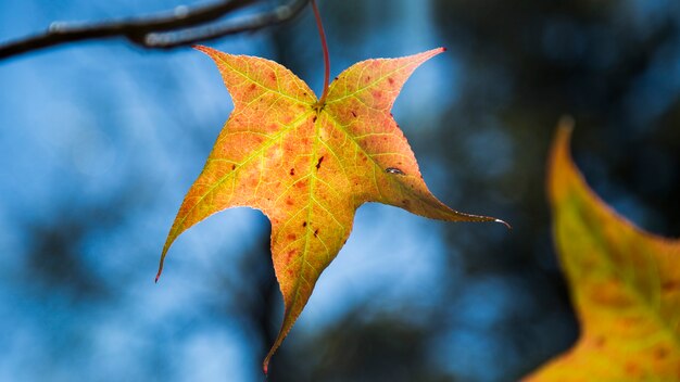 A beautiful autumn background with falling leaves.