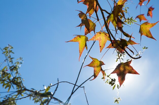落ち葉の美しい秋の背景。