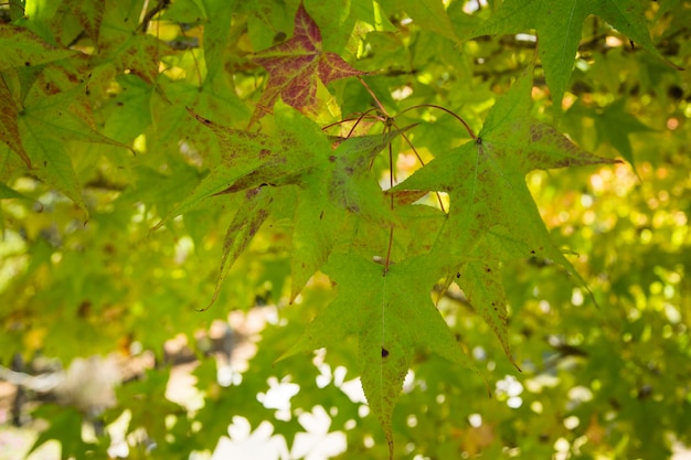 Foto un bellissimo sfondo autunnale con foglie che cadono.