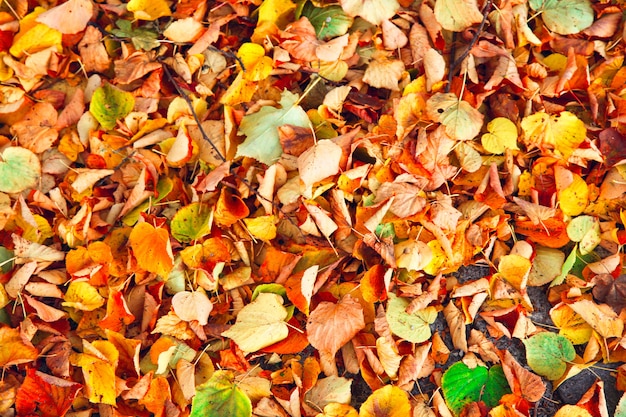 写真 黄色と赤の葉と美しい秋の背景。