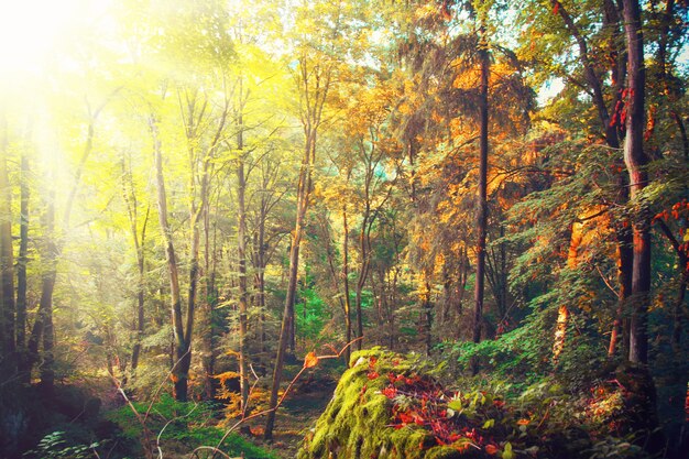 Beautiful autumn background with yellow and red leaves.