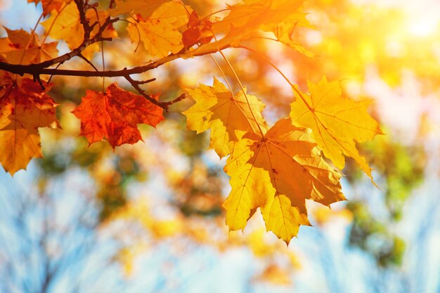 Beautiful autumn background with yellow and red leaves.