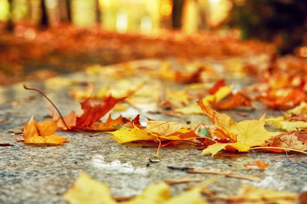 Bellissimo sfondo autunnale con foglie gialle e rosse.