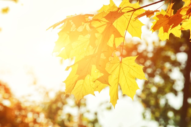 노란색과 빨간색 잎이 있는 아름다운 가을 배경.