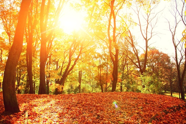 Beautiful autumn background with yellow and red leaves.