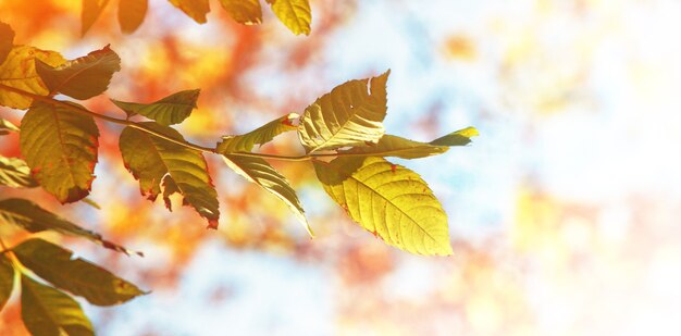 Beautiful autumn background with yellow and red leaves.