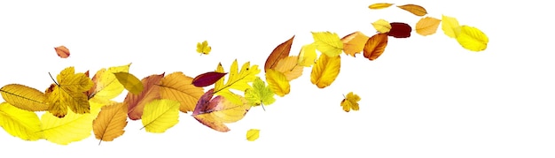 Photo beautiful autumn background with yellow and red leaves.