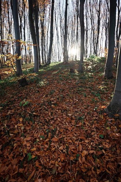 Beautiful autumn beech forest. Carpathians, Ukraine