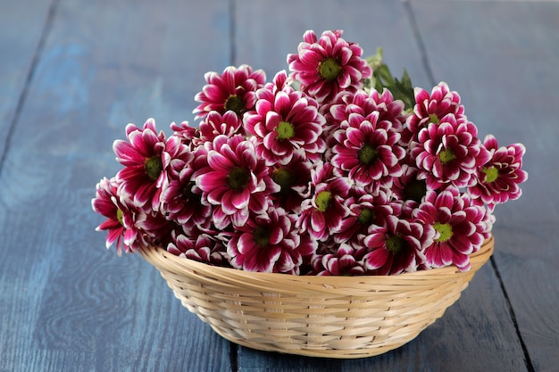 Beautiful autumn chrysanthemum flowers in a basket on a dark blue wooden table