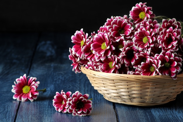 Beautiful autumn chrysanthemum flowers in a basket on a dark blue wooden table