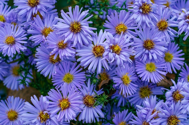 Beautiful autumn chrysanthemums close up