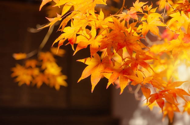 写真 美しい秋のカラフルな赤と黄色のカエデの葉が背景をぼかした写真と秋の朝の日の出中に
