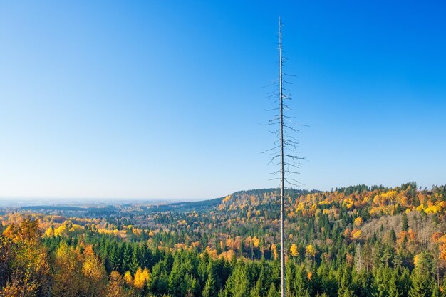 Beautiful autumn colors in a view of the forest