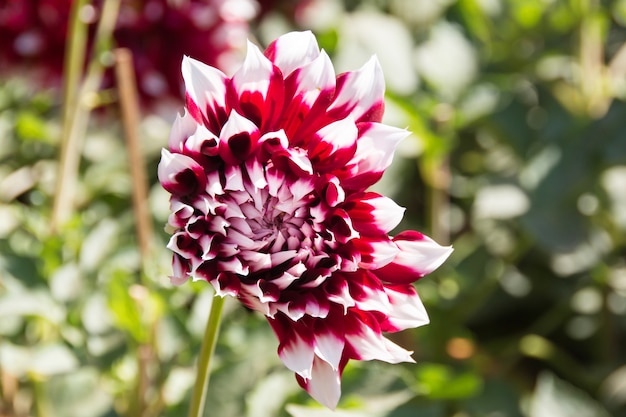 Beautiful autumn dahlia flowers in blossom