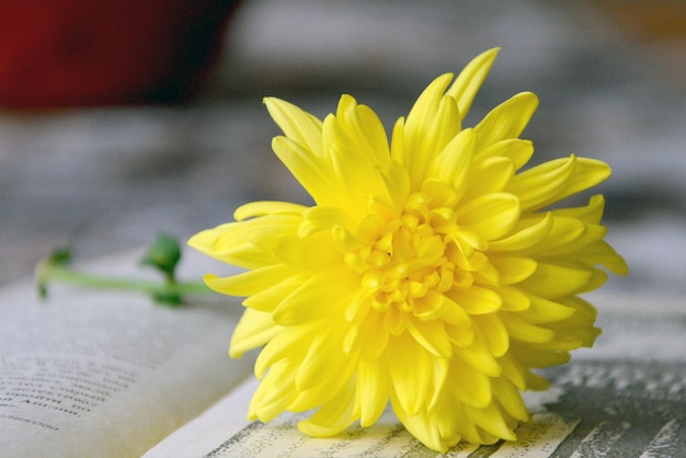 beautiful autumn flowers yellow chrysanthemum on the pages of a book