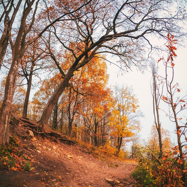 Beautiful autumn foggy landscape with red tree in a hill. Soft focus. Square frame.