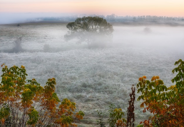 beautiful autumn foggy landscape