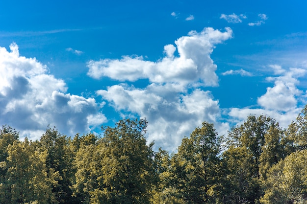 Photo beautiful autumn forest against the blue sky