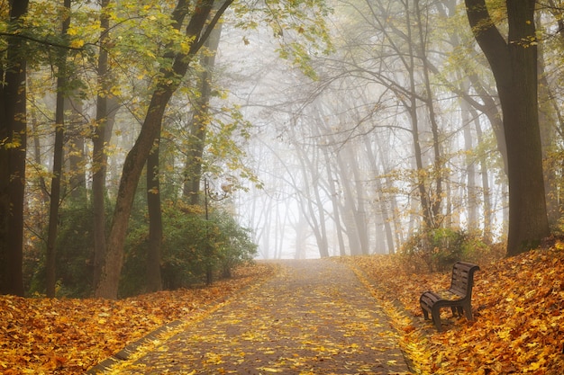 Beautiful autumn forest or city park landscape and fog